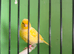 Canaries