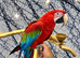 Friendly Super Tame Talking Greenwing Macaw Parrot 11