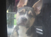 American bully cross French bulldog