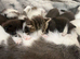 5 Beautiful Kittens