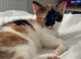 Gorgeous calico kitten ready now