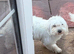 Maltese female