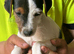 Jack Russell puppies ready for new homes