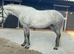 Potential mother/daughter horse