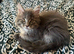 SILVER MAINE COON KITTEN BOY FOR SALE