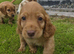 Cavalier king Charles X cocker spaniel pups