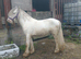 Blagdon colt