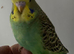 Young Budgies available
