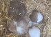 Lots of baby Syrian hamsters