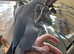 Tame Blue male Ringneck