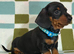 Cute smooth haired miniature dachshunds