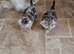 2 persian x cross kittens 1 boy 1 girl
