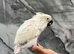Hand Rearing Baby Super Tame Cuddly Umbrella Cockatoo Parrot,24