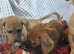 Dachshund X Jack Russell puppies