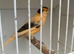 Nice Young canary