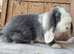 Blue otter split mini lop doe