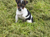 Jack Russell