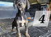 Lurcher Pups For Sale