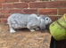 2 lops looking a new home