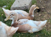 Pure bred male saxony duck