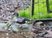 ***breeding pair new zealand shovelers***
