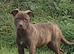 Presa Canario/Cane Corso/Molosser dogs