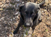 RKC Labrador retriever