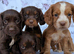 Working type cocker spaniel puppies