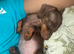 Miniature dachshund