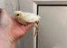 1x young chicken chick