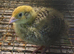 Quail chicks