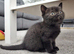 British shorthair kittens