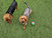 Yorkshire terriers