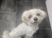 8 year old Maltese girl