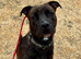 Steve a male staffy