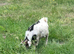 8month old Pygmy billy goat