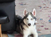 Ace,5 months old puppy for rehome