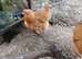 Buff orpington laying hen for sale