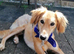 Looking for a Female Cocker Spaniel x Saluki Puppy