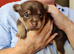 Pomeranian & Dachshund Mix