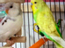 For sale male and female