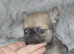 EXTENSIVELY HEALTH TESTED KC REG CHIHUAHUAS