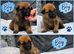 Belgian Malinois Puppies – 4 Girls & 3 Boys