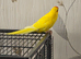 Hand-reared kakarikies