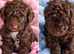 Stunning pure bred toy poodie pups