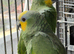 Stunning young Indian ringnick parrot