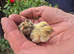 BABY MIXED COLOUR QUAIL CHICKS AVAILABLE