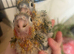 2 Baby conure HAND Rared