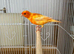Red/Yellow Canaries for Sale