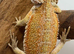 Hypo Bearded dragons ready to go now